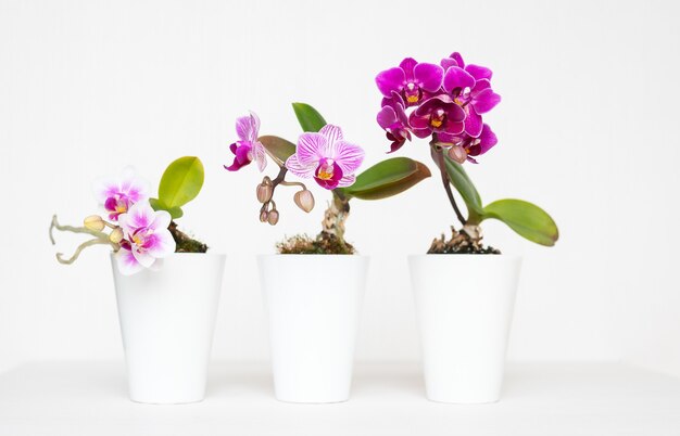 Hermosa foto de flores en las macetas sembradoras blancas con un fondo blanco.