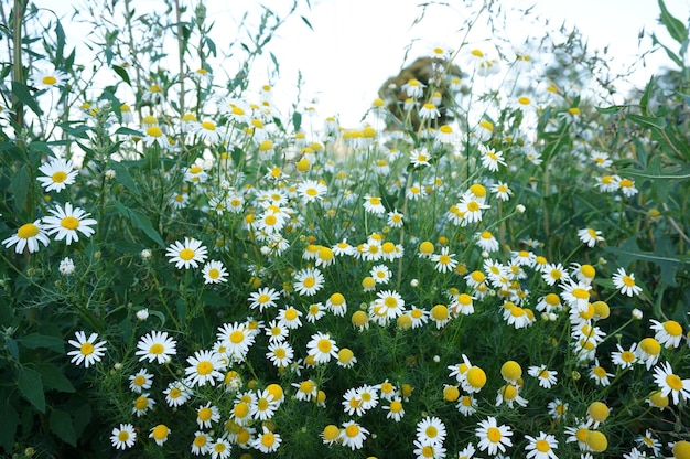 Hermosa foto de las flores de Margarita blanca en el campo