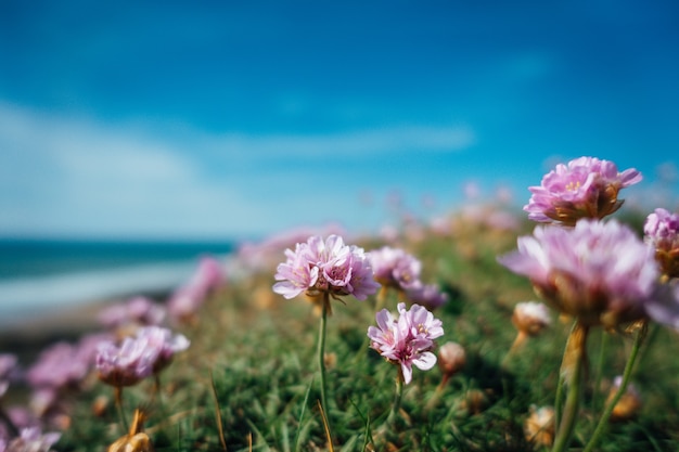 Hermosa foto de flores rosadas junto al mar en un día soleado en Gran Bretaña