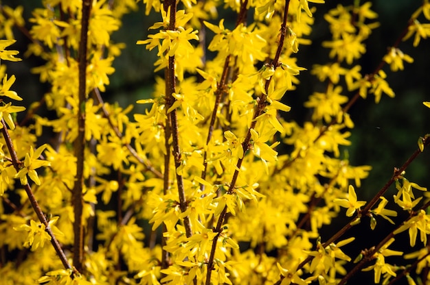 Hermosa foto de flores silvestres amarillas