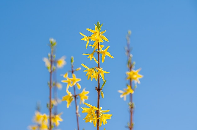 Hermosa foto de flores silvestres amarillas