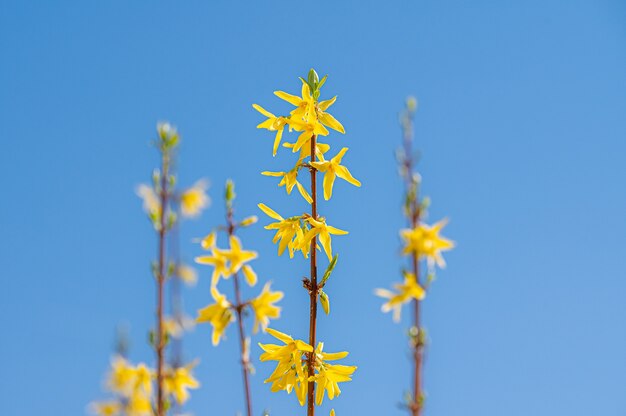 Hermosa foto de flores silvestres amarillas