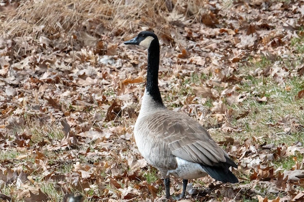 Hermosa foto de un ganso canadiense caminando en el campo cubierto con hojas secas