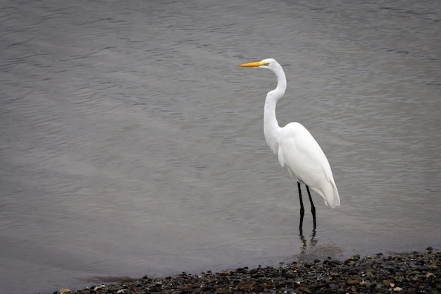 Hermosa foto de una garza blanca de pie en el agua de mar