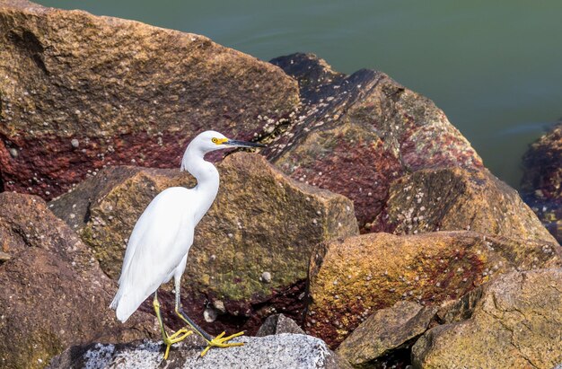 Hermosa foto de una garza blanca de pie sobre una superficie rocosa empedrada frente a un lago