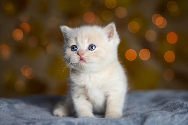Hermosa foto de un gatito británico de pelo corto blanco
