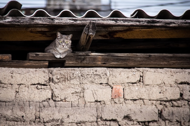 Hermosa foto de un gato escondido bajo el techo