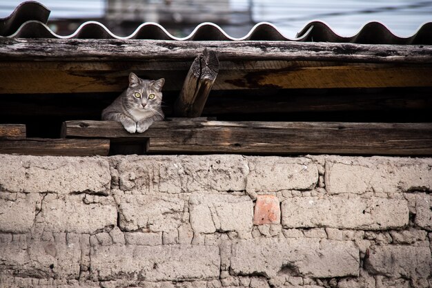 Hermosa foto de un gato escondido bajo el techo