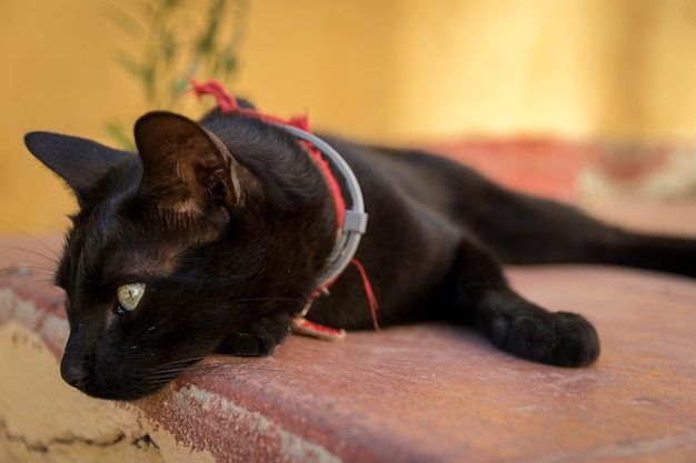 Hermosa foto de un gato negro acostado sobre la superficie de piedra en la calle en un día soleado