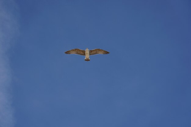 Hermosa foto de una gaviota volando en un cielo azul claro durante el día