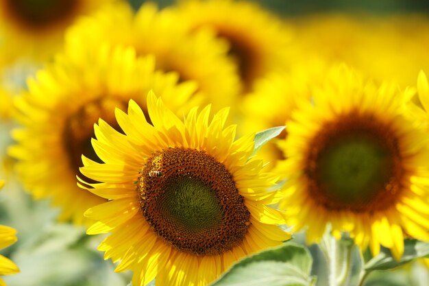 Hermosa foto de girasoles en el campo en un día soleado