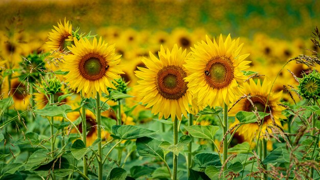 Hermosa foto de girasoles frescos que crecen directamente en el campo