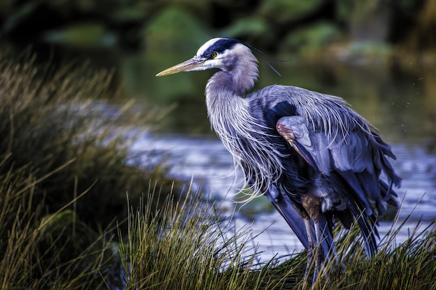 Hermosa foto de una gran garza azul con plumas de colores cerca del lago