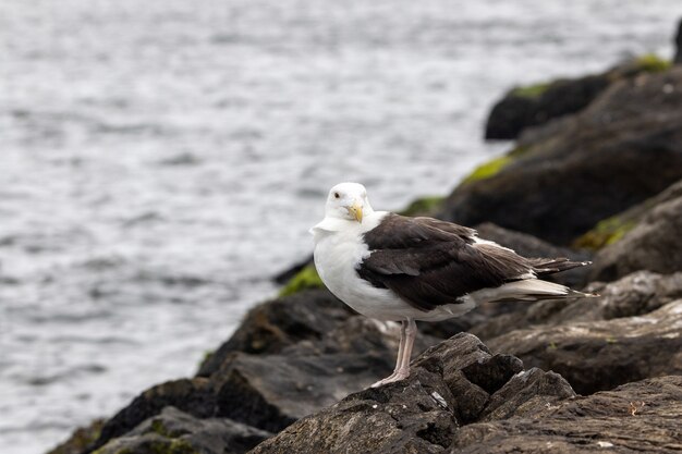 Hermosa foto de una gran gaviota de lomo negro sobre una roca junto al océano