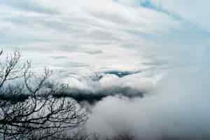 Foto gratuita hermosa foto de grandes nubes blancas en el cielo y ramas de los árboles en el lateral