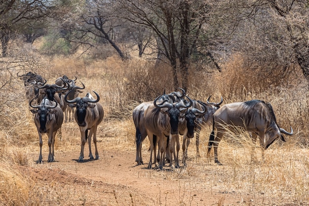 Hermosa foto del grupo de ñus africanos en una llanura cubierta de hierba