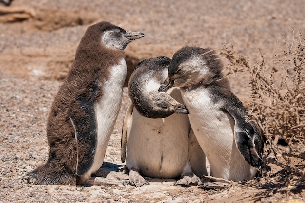 Hermosa foto del grupo de pingüinos africanos: concepto de calentamiento global