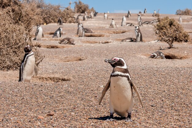 Hermosa foto del grupo de pingüinos africanos