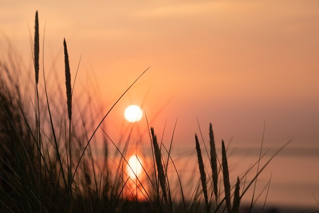 Hermosa foto de una hierba alta en una puesta de sol