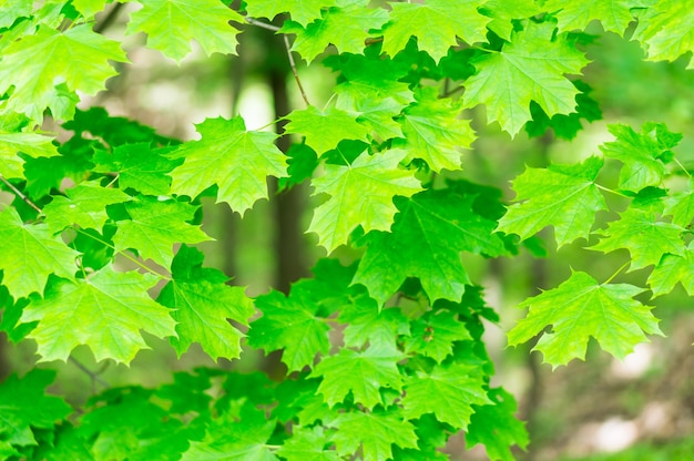 Hermosa foto de hojas de arce verde en los árboles
