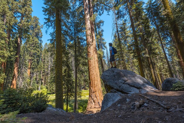 Hermosa foto de un hombre de pie sobre la roca en el Parque Nacional Sequoia, California, EE.