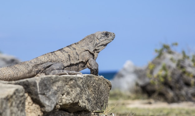 Hermosa foto de iguana sentada en la piedra