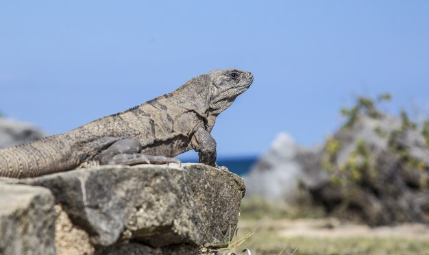 Hermosa foto de iguana sentada en la piedra