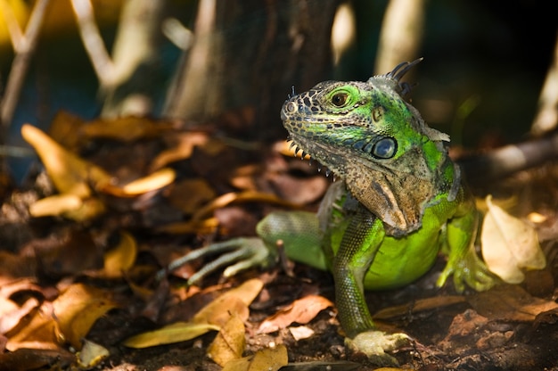 Hermosa foto de una iguana verde con un fondo borroso