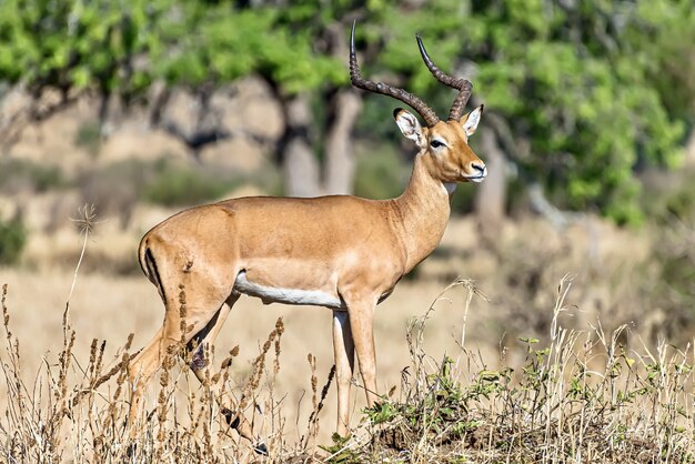 Hermosa foto de un impala macho en los campos