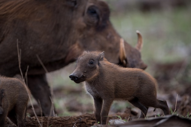 Hermosa foto de un jabalí africano de madre con su bebé