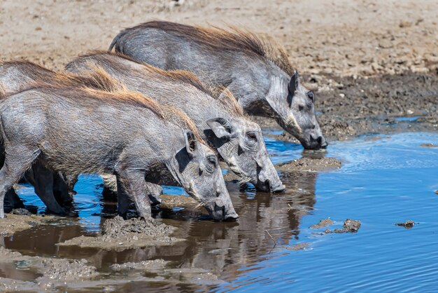 Hermosa foto de los jabalíes comunes africanos manchados de agua potable en una llanura cubierta de hierba