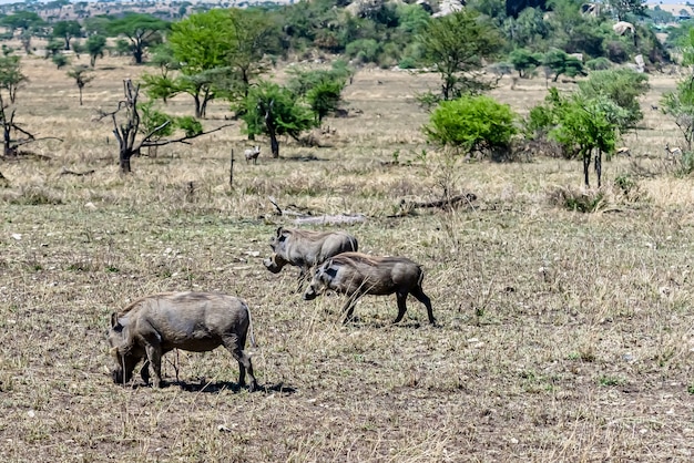 Hermosa foto de los jabalíes comunes africanos vistos en una llanura cubierta de hierba