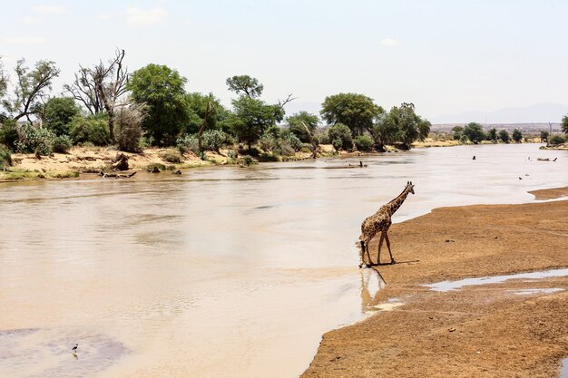 Hermosa foto de una jirafa cerca del lago rodeado de hermosos árboles verdes