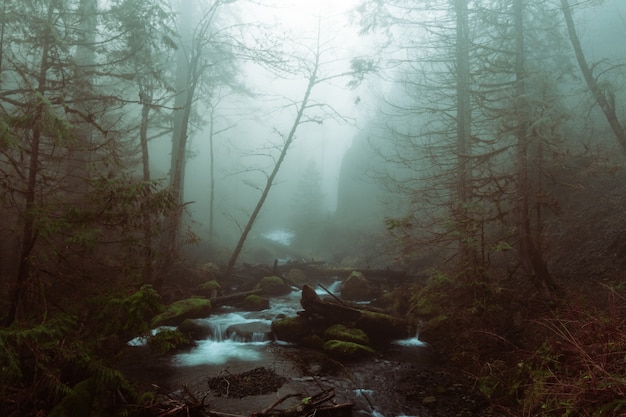 Hermosa foto de un lago en un bosque en un terreno rocoso