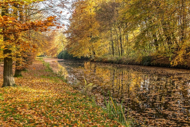 Hermosa foto de un lago cubierto de hojas secas en medio de un parque lleno de árboles