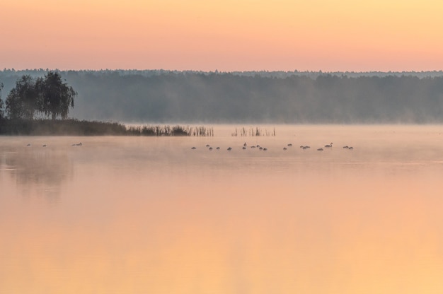 Hermosa foto de un lago durante la puesta de sol con aves