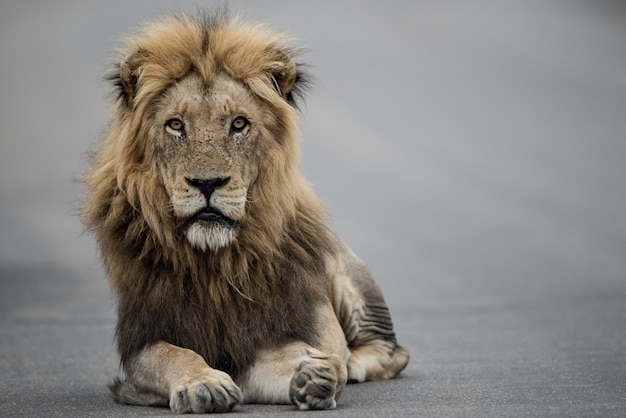 Hermosa foto de un león macho descansando en la carretera