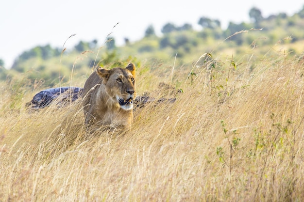 Hermosa foto de la leona en el Safari de Masai Mara en Kenia en un día soleado