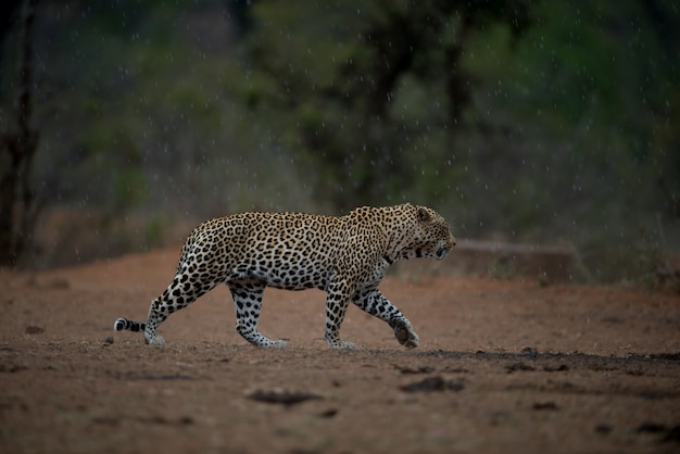 Hermosa foto de un leopardo africano caminando bajo la lluvia con un fondo borroso