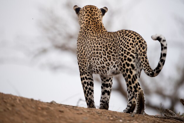 Hermosa foto de un leopardo africano con un fondo borroso