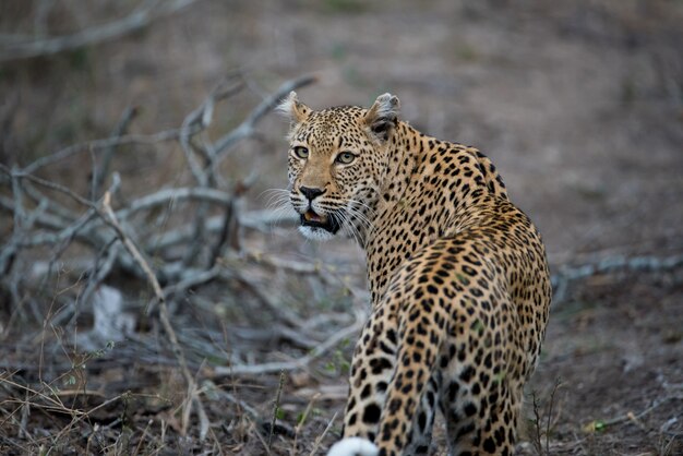 Hermosa foto de un leopardo africano