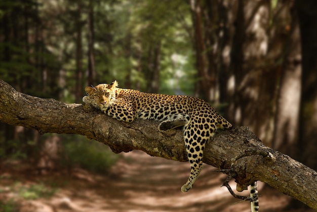 Hermosa foto de un leopardo perezoso descansando sobre el árbol con un fondo borroso