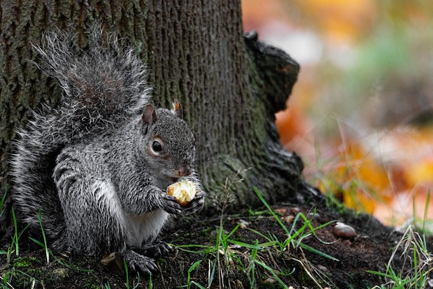 Hermosa foto de una linda ardilla zorro comiendo avellanas detrás de un árbol