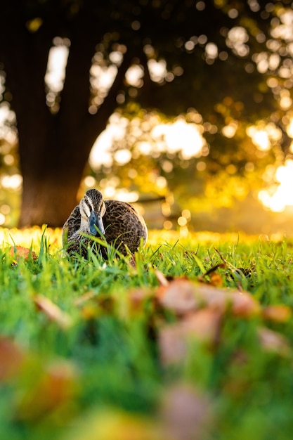 Hermosa foto de un lindo ánade real caminando sobre un césped