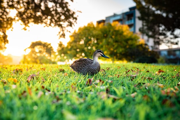 Hermosa foto de un lindo ánade real caminando sobre un césped