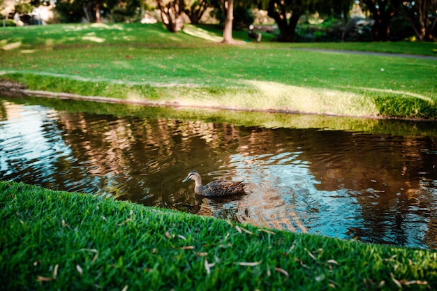 Hermosa foto de un lindo ánade real nadando en un río