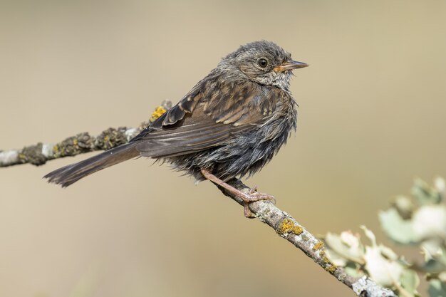 Hermosa foto de un lindo Dunnock (Prunella modularis) en una rama de un árbol