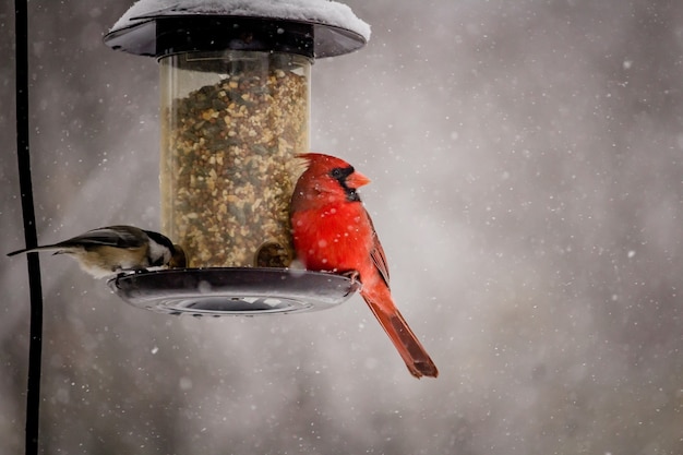 Foto gratuita hermosa foto de un lindo pájaro cardenal norteño en un día de invierno