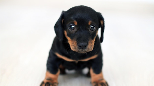 Hermosa foto de un lindo perro pequeño aislado