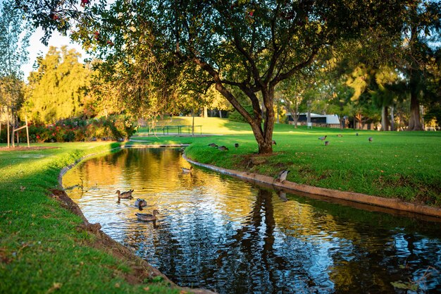 Hermosa foto de lindos ánades reales nadando en un río